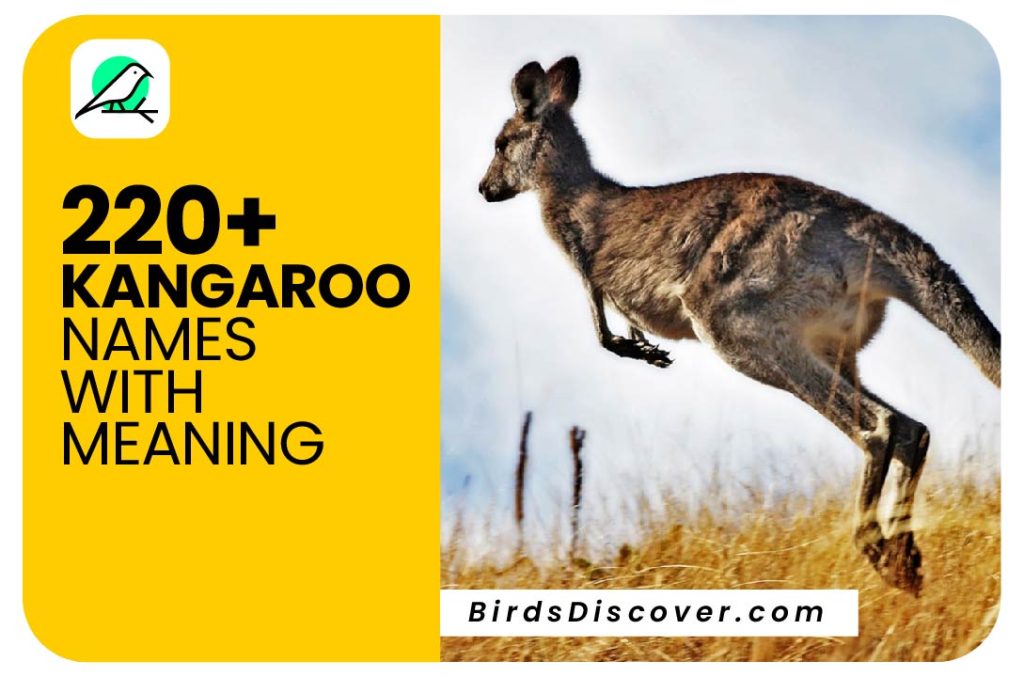 Kangaroo Names