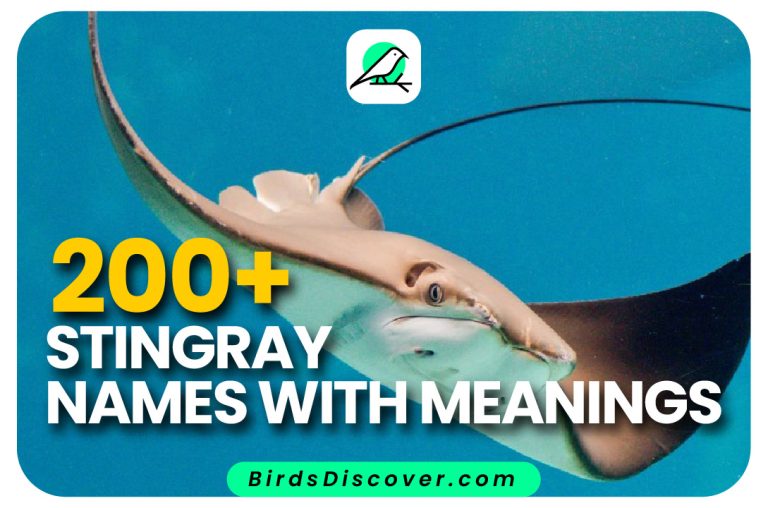 Stingray Names