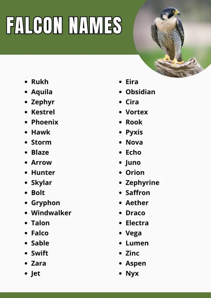 Falcon Names