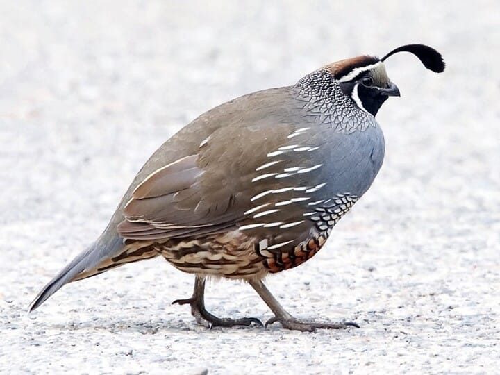 Partridge Bird