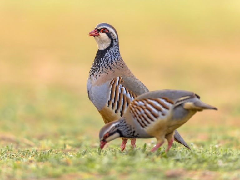 Partridge Bird